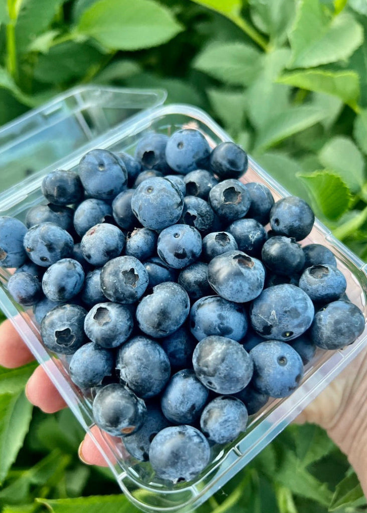 Loganberry Farm Blueberries