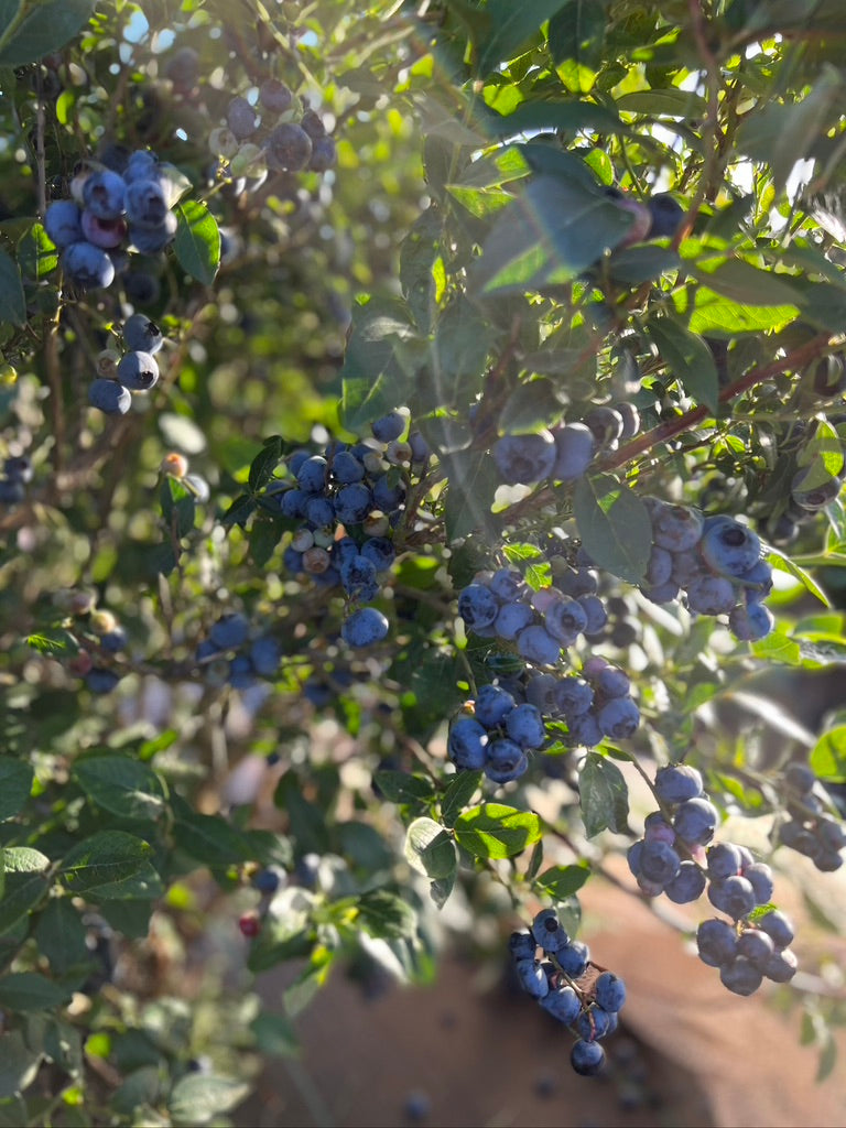 Loganberry Farm Blueberries
