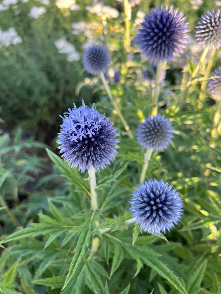Dreamy Echinops Flower Buckets