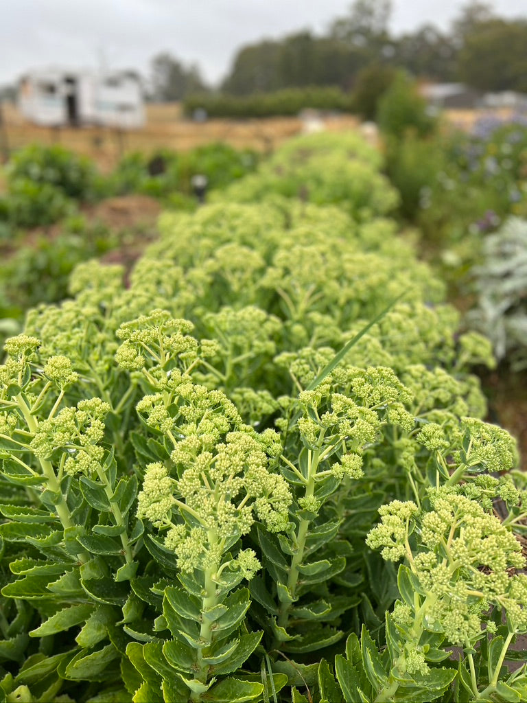 Sedum Foliage Bucket