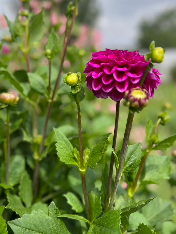 Dahlia Tuber Garden Bundle | Dahlia 'Chad'