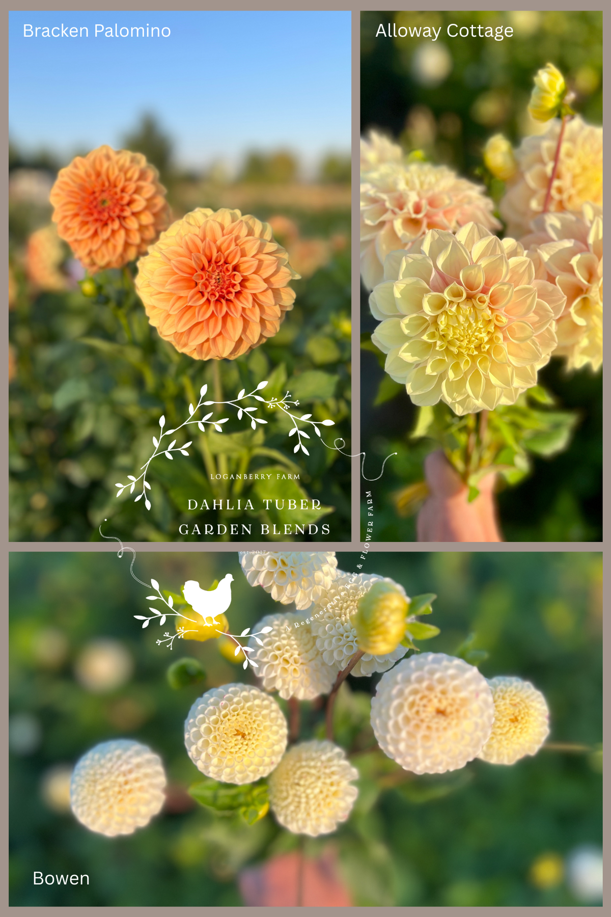 Dahlia Tuber Garden Blend | No 13