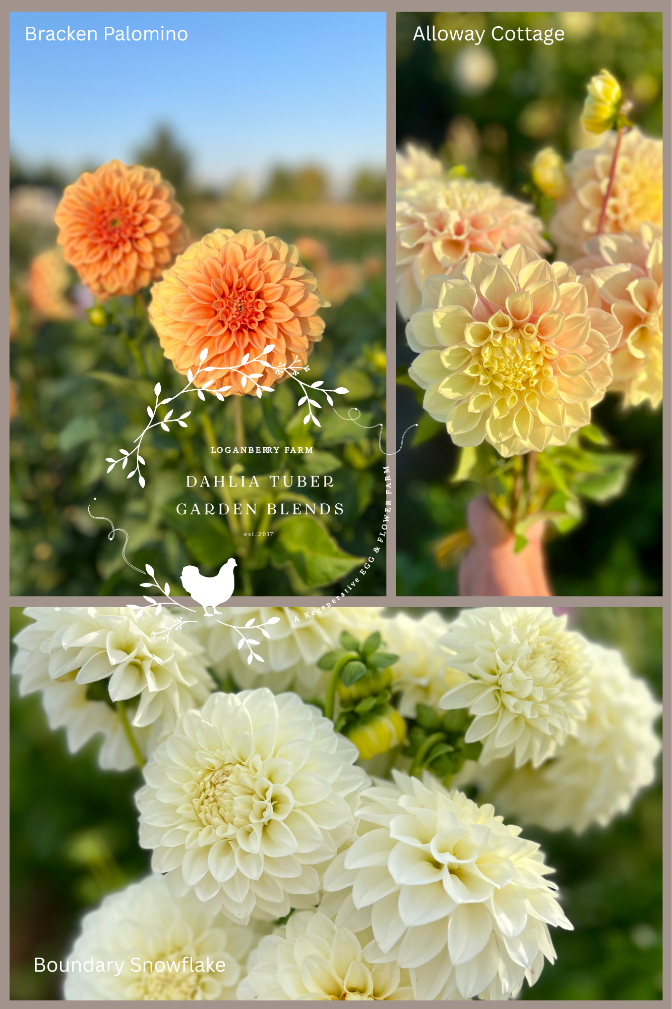 Dahlia Tuber Garden Blend | No 2