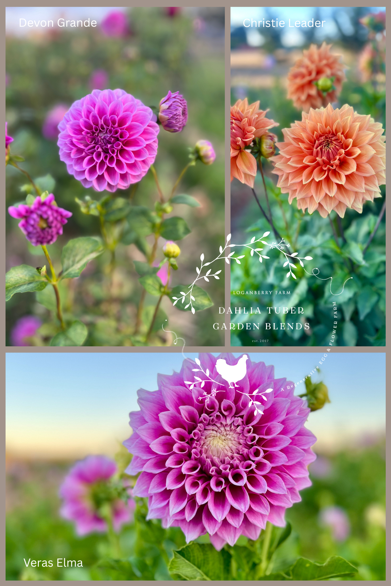 Dahlia Tuber Garden Blend | No 5