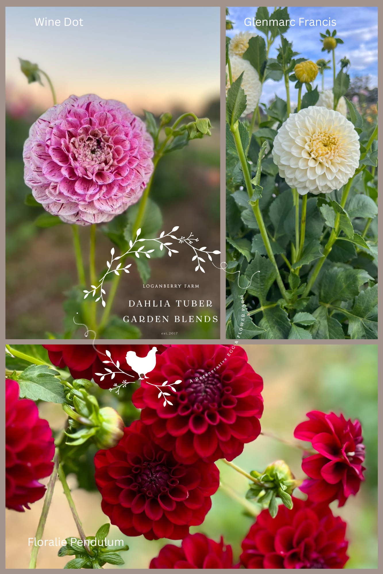 Dahlia Tuber Garden Blend | No 4