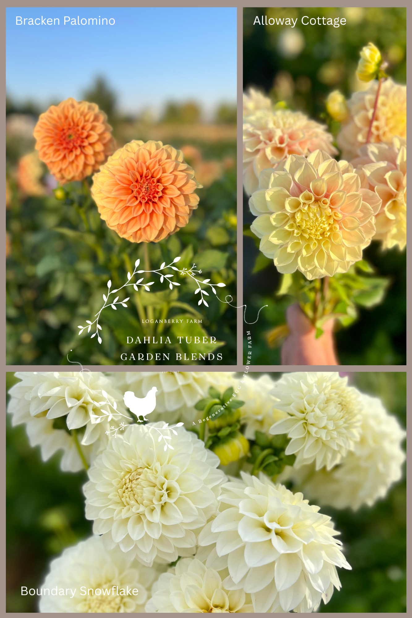 Dahlia Tuber Garden Blend | No 2