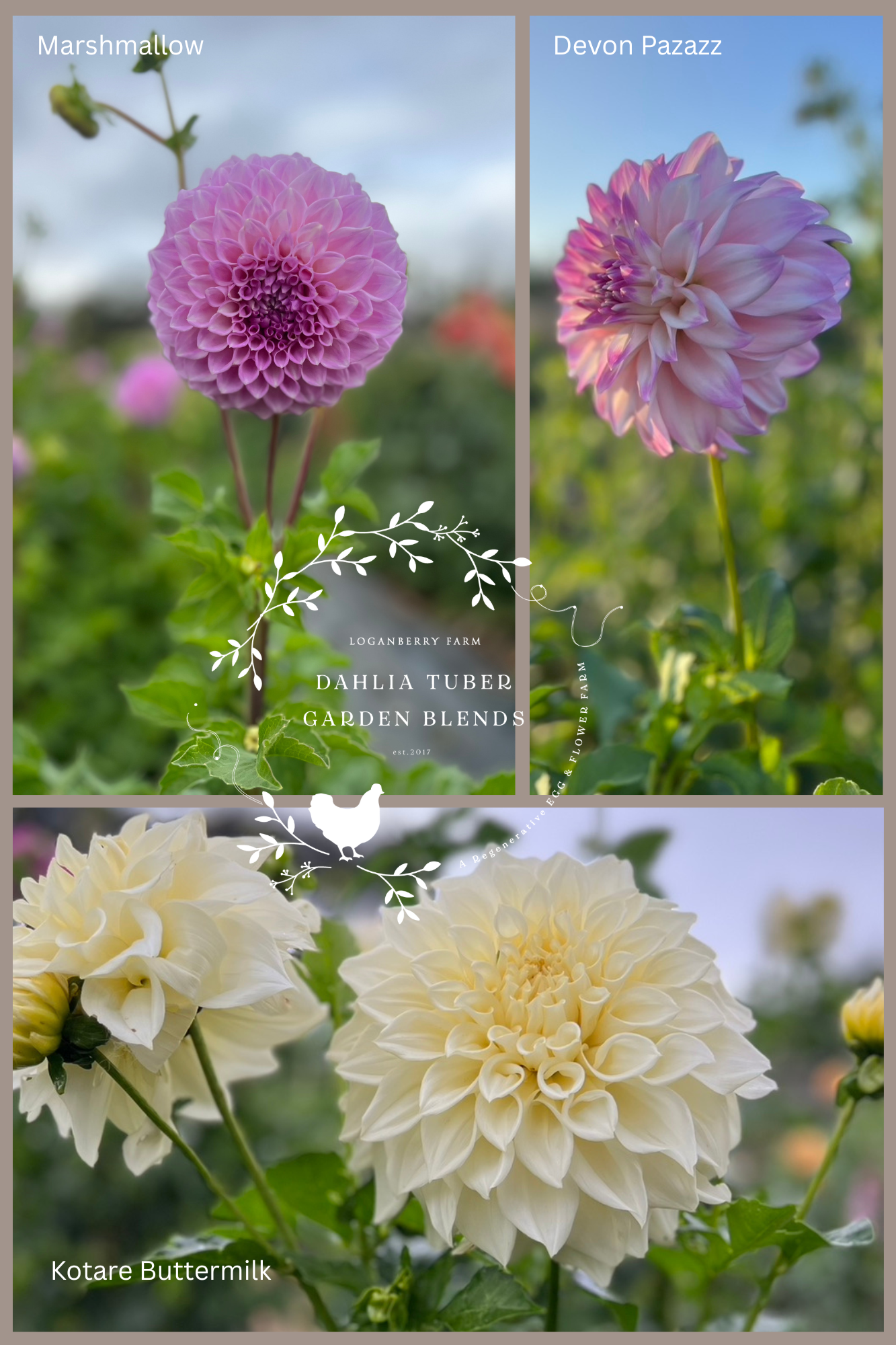 Dahlia Tuber Garden Blend | No 8