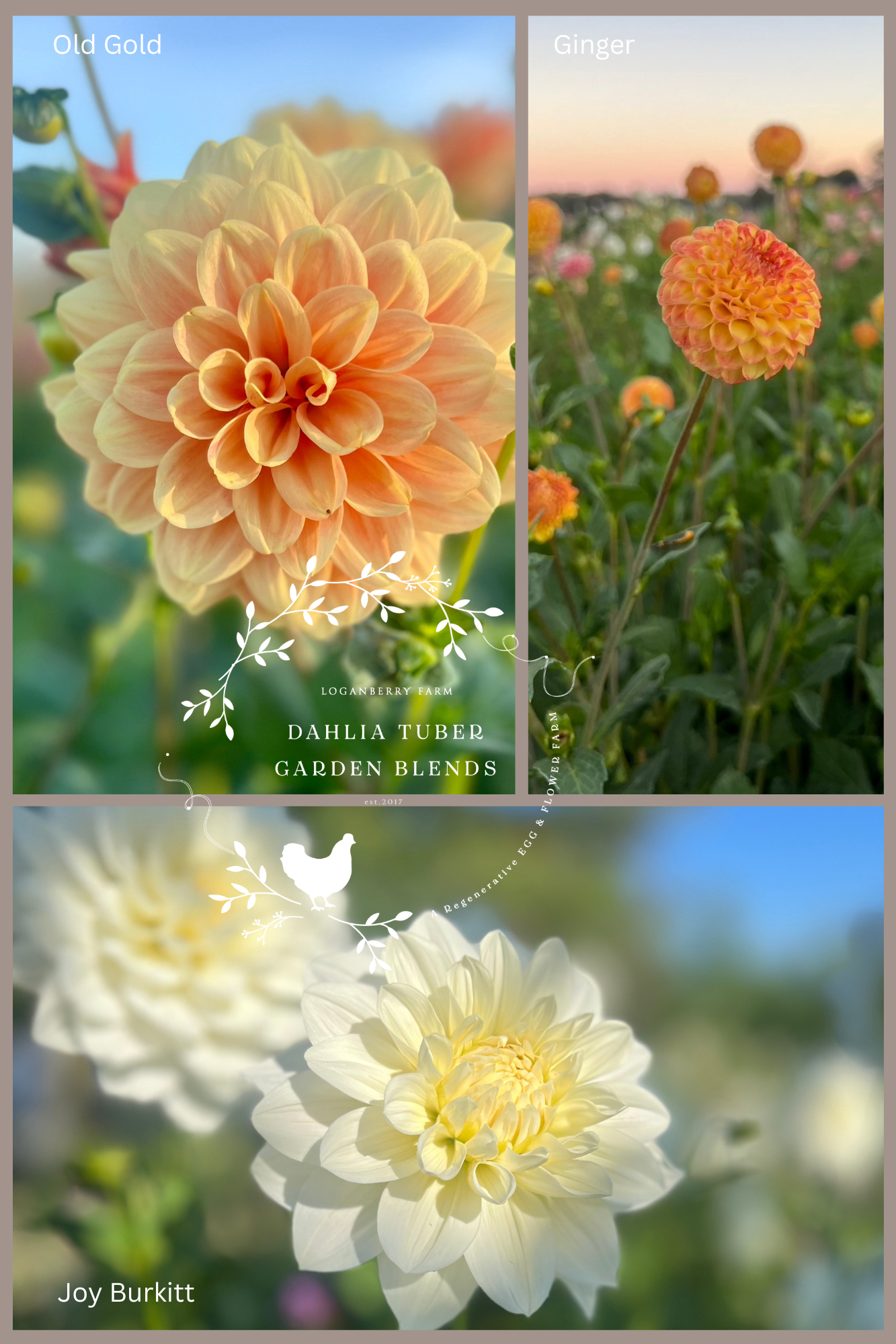 Dahlia Tuber Garden Blend | No 10