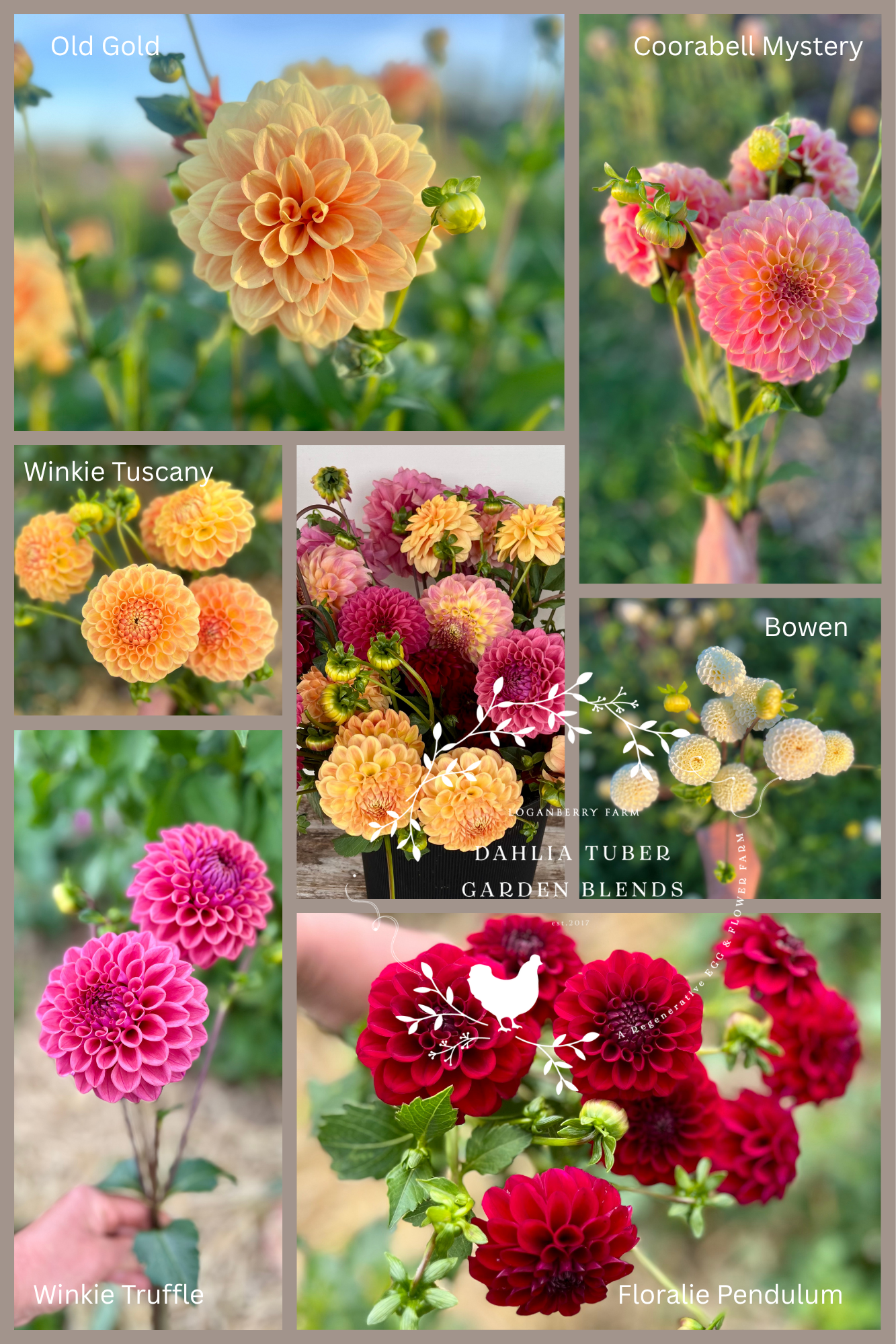 Dahlia Tuber Garden Blend | No 25