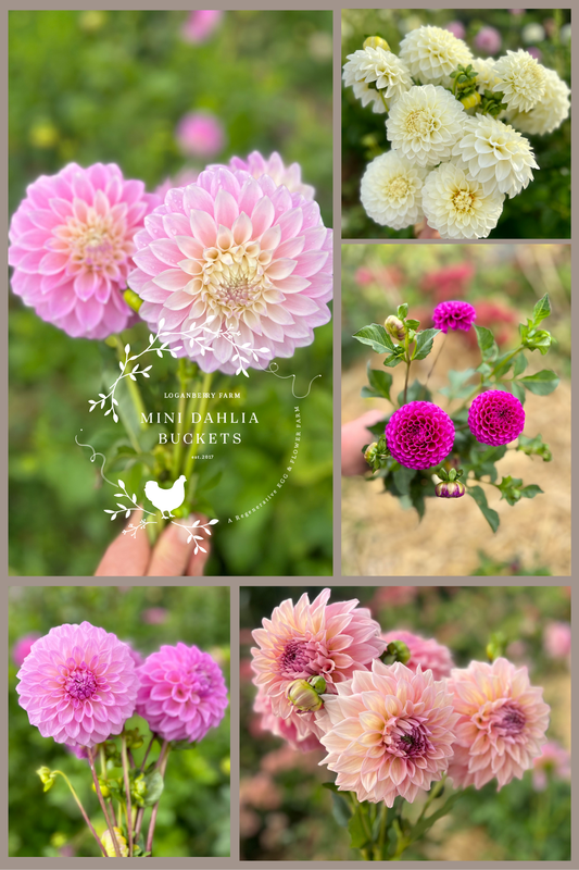 Mini Dahlia Flower Buckets