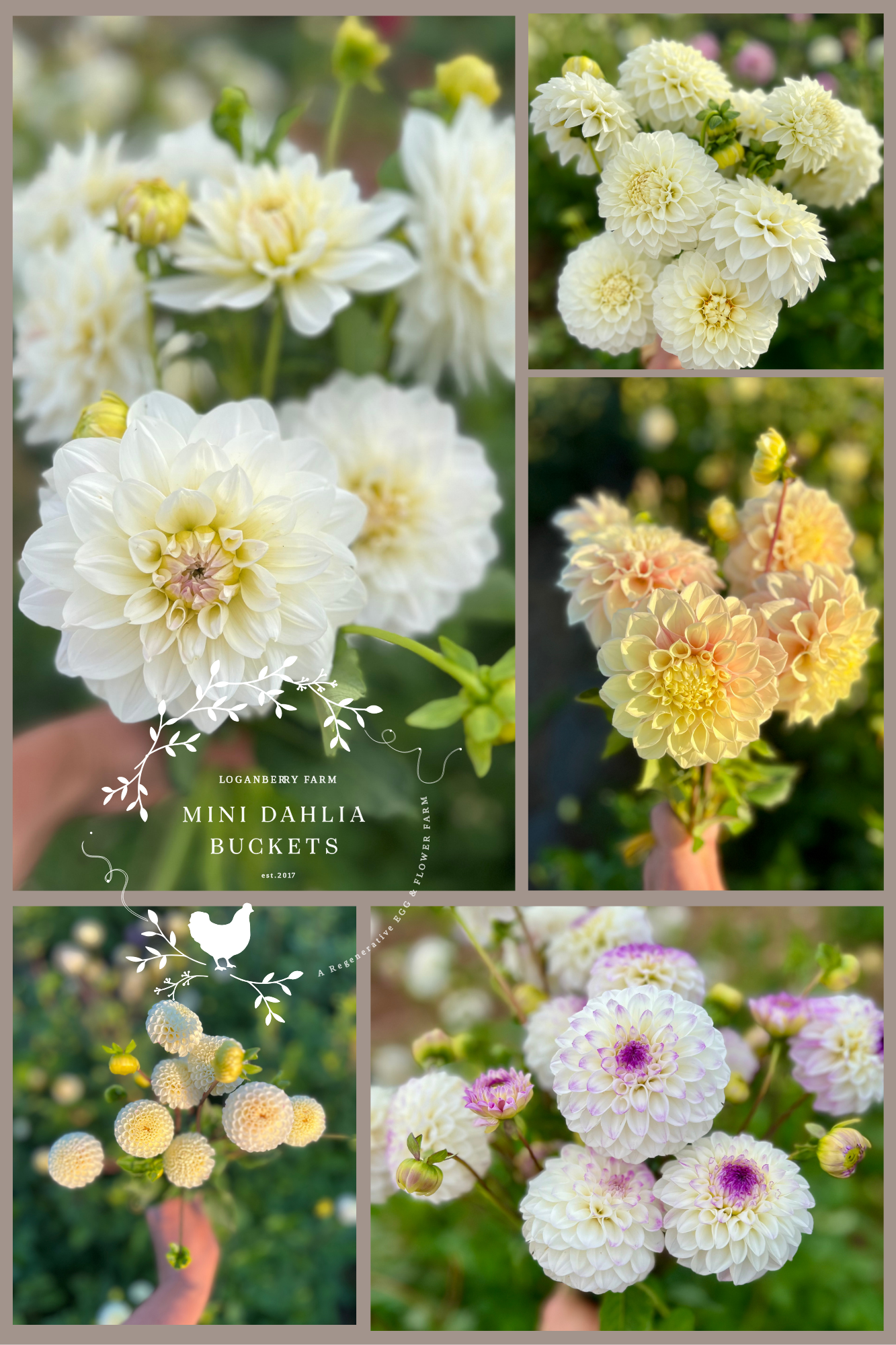 Mini Dahlia Flower Buckets