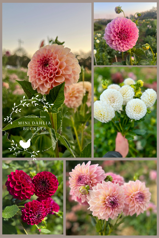 Mini Dahlia Flower Buckets
