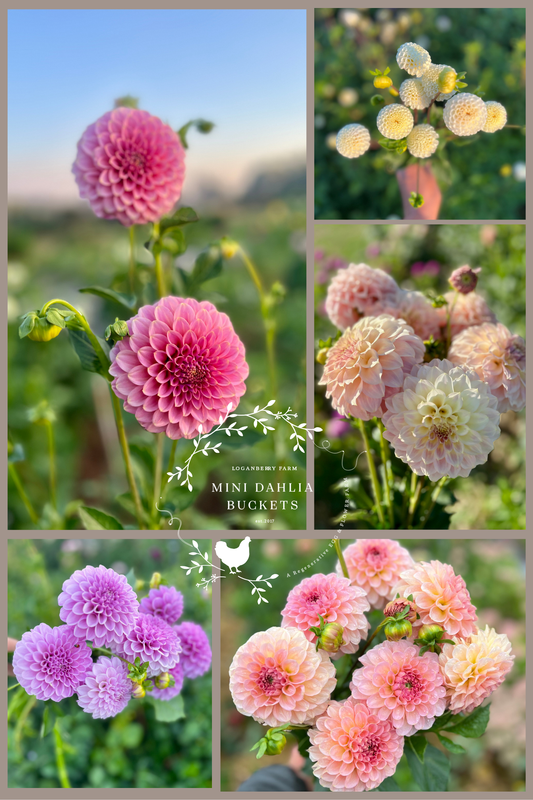Mini Dahlia Flower Buckets