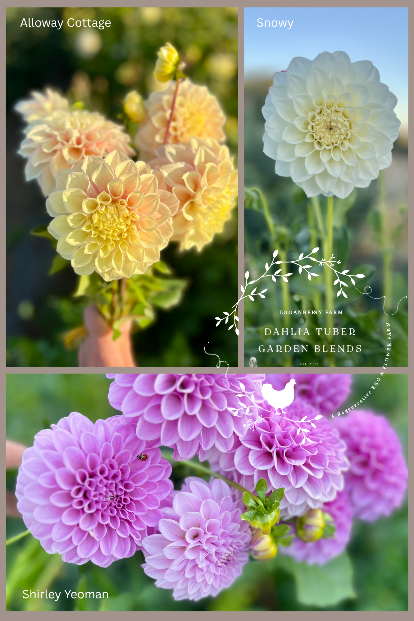 Dahlia Tuber Garden Blends