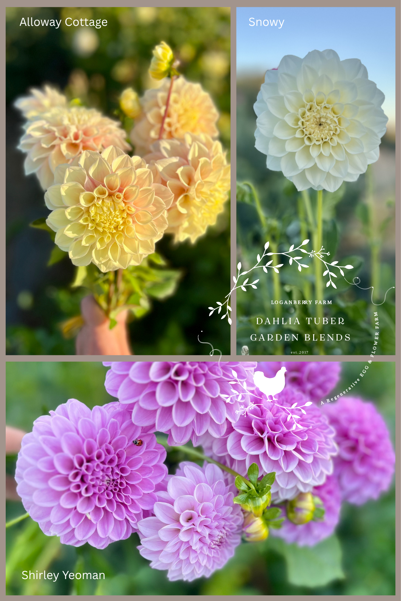 Dahlia Tuber Garden Blend | No 1