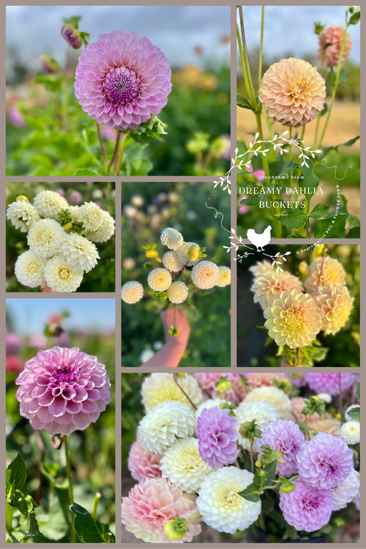 Dreamy Dahlia Flower Buckets