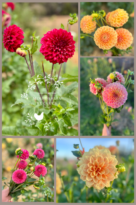 Mini Dahlia Flower Buckets