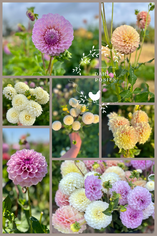 Dahlia Posies