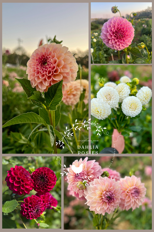Dahlia Posies