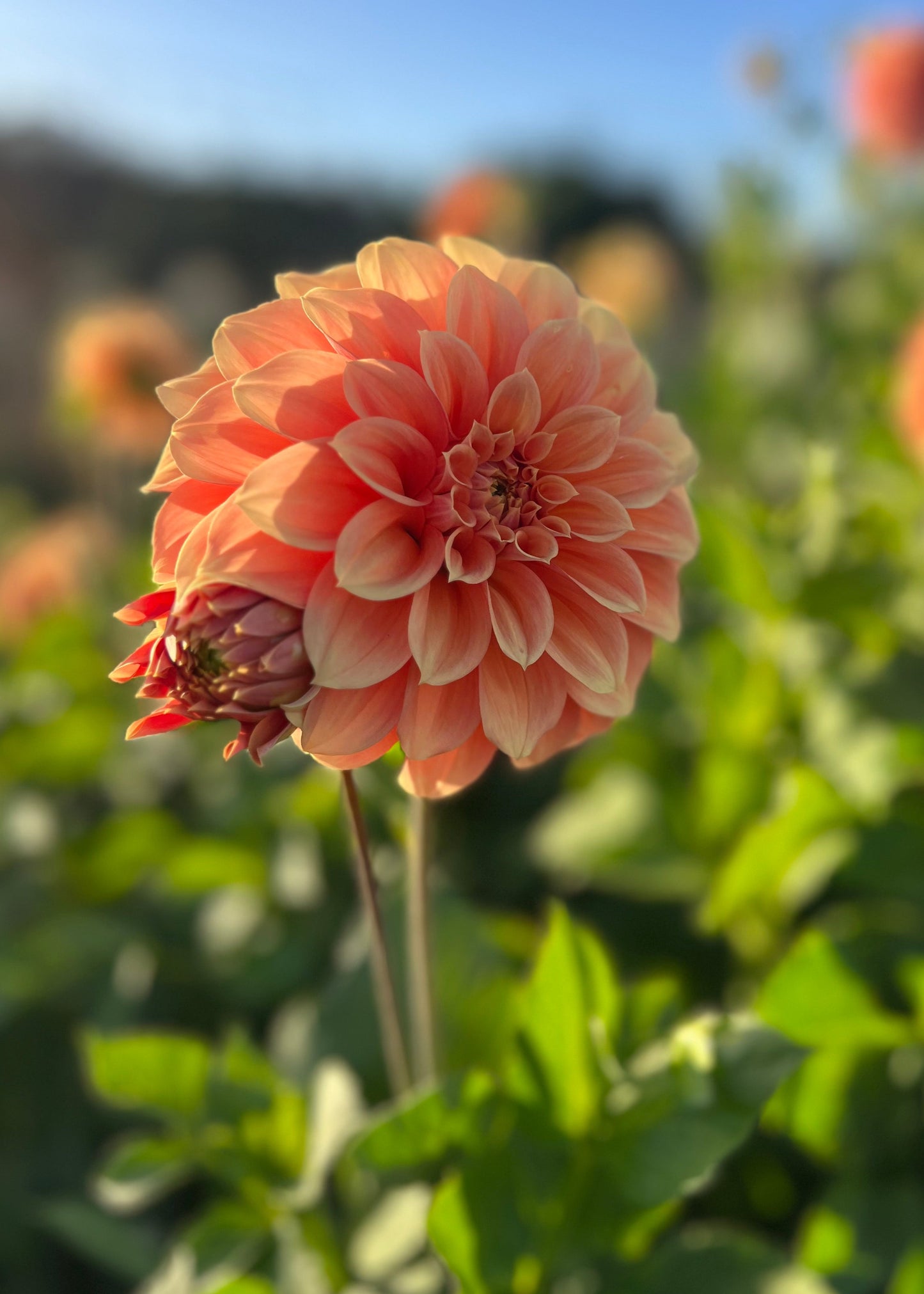 Dahlia Tuber Garden Bundle | Dahlia 'Bracken Palomino'