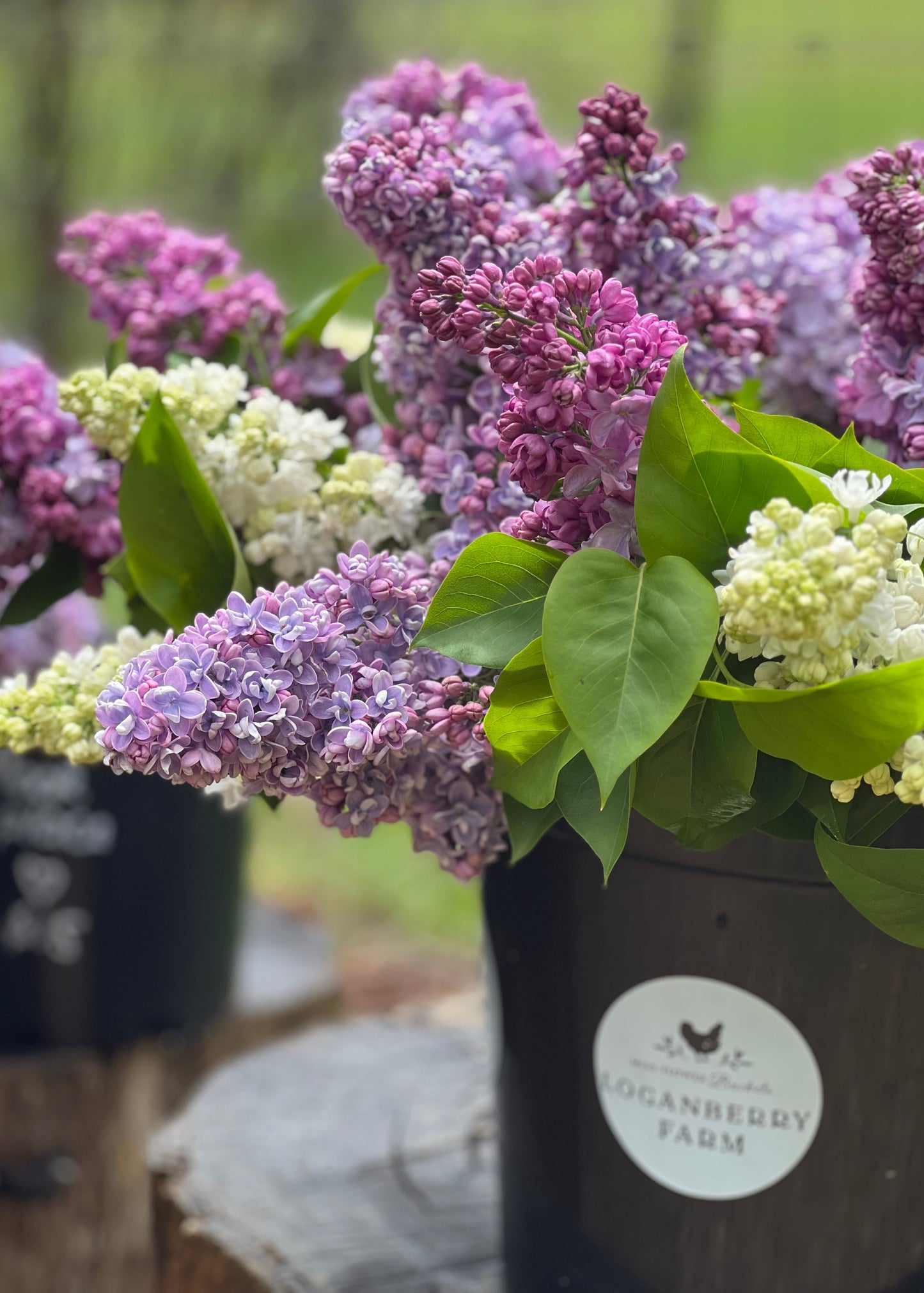 A Mini Flower Bucket of Lilacs with a of 'Loganberry Farm' label.