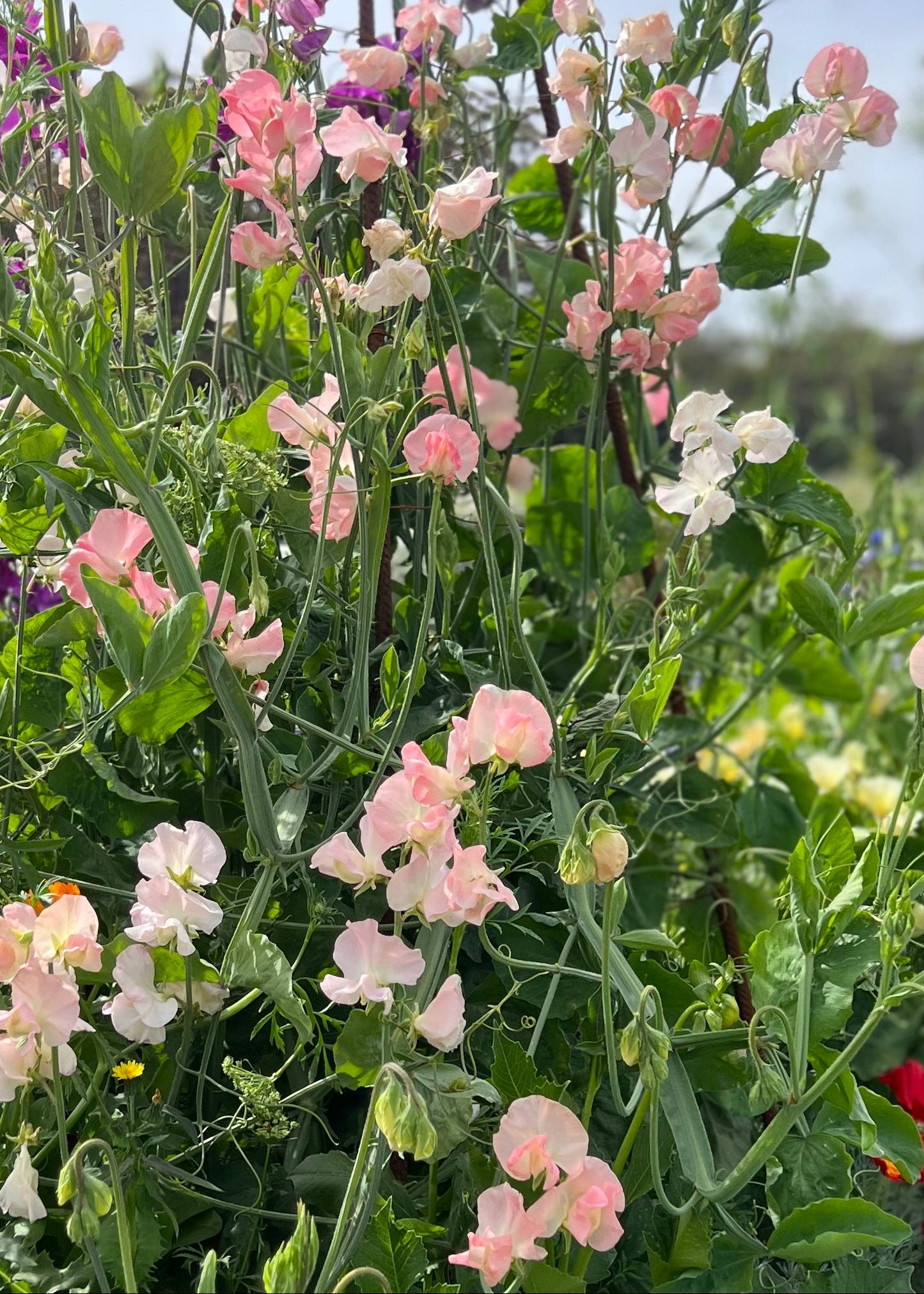 Sweet Pea: Spring Sunshine Peach