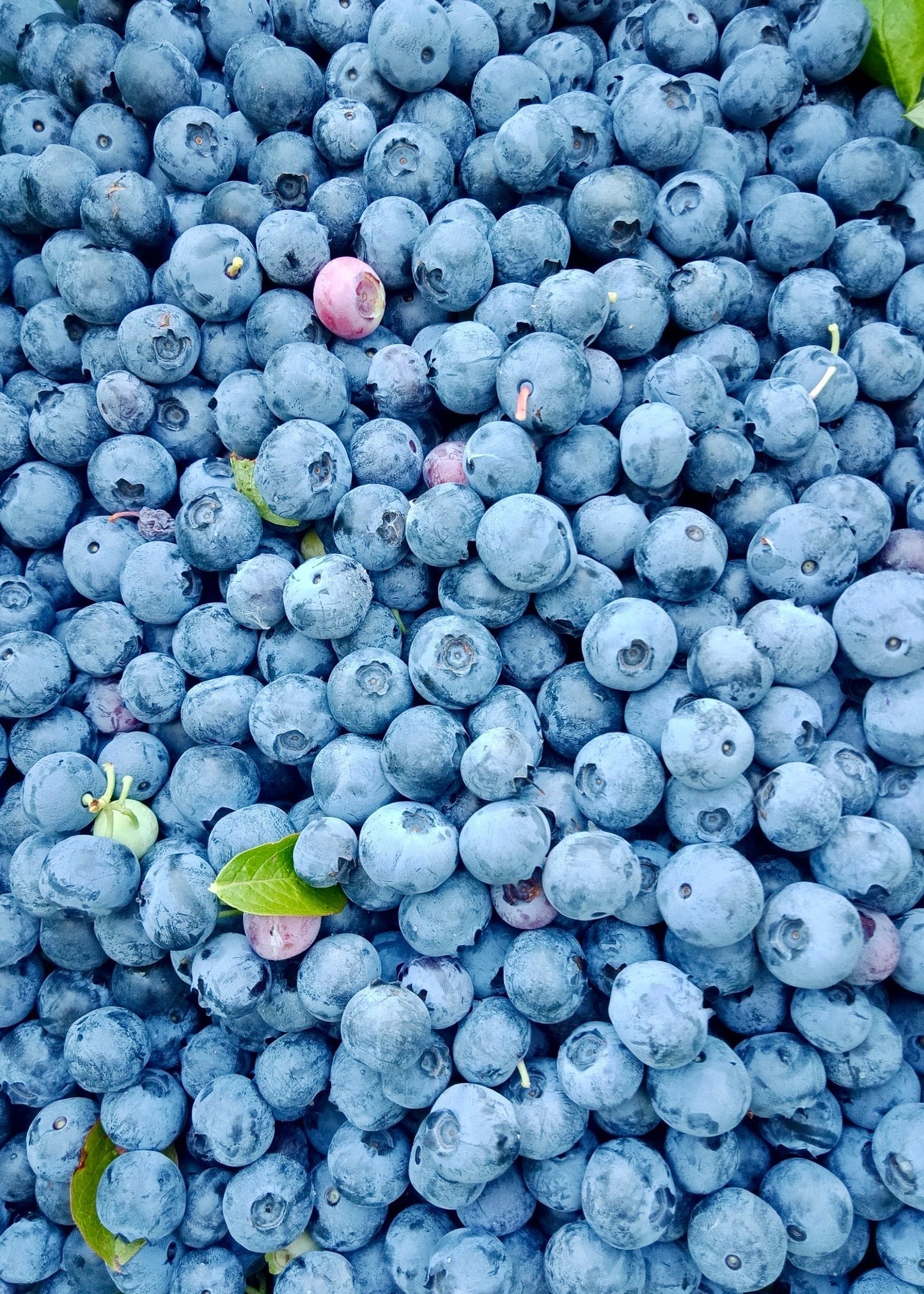 Close-up of fresh blueberries with a few green leaves.
