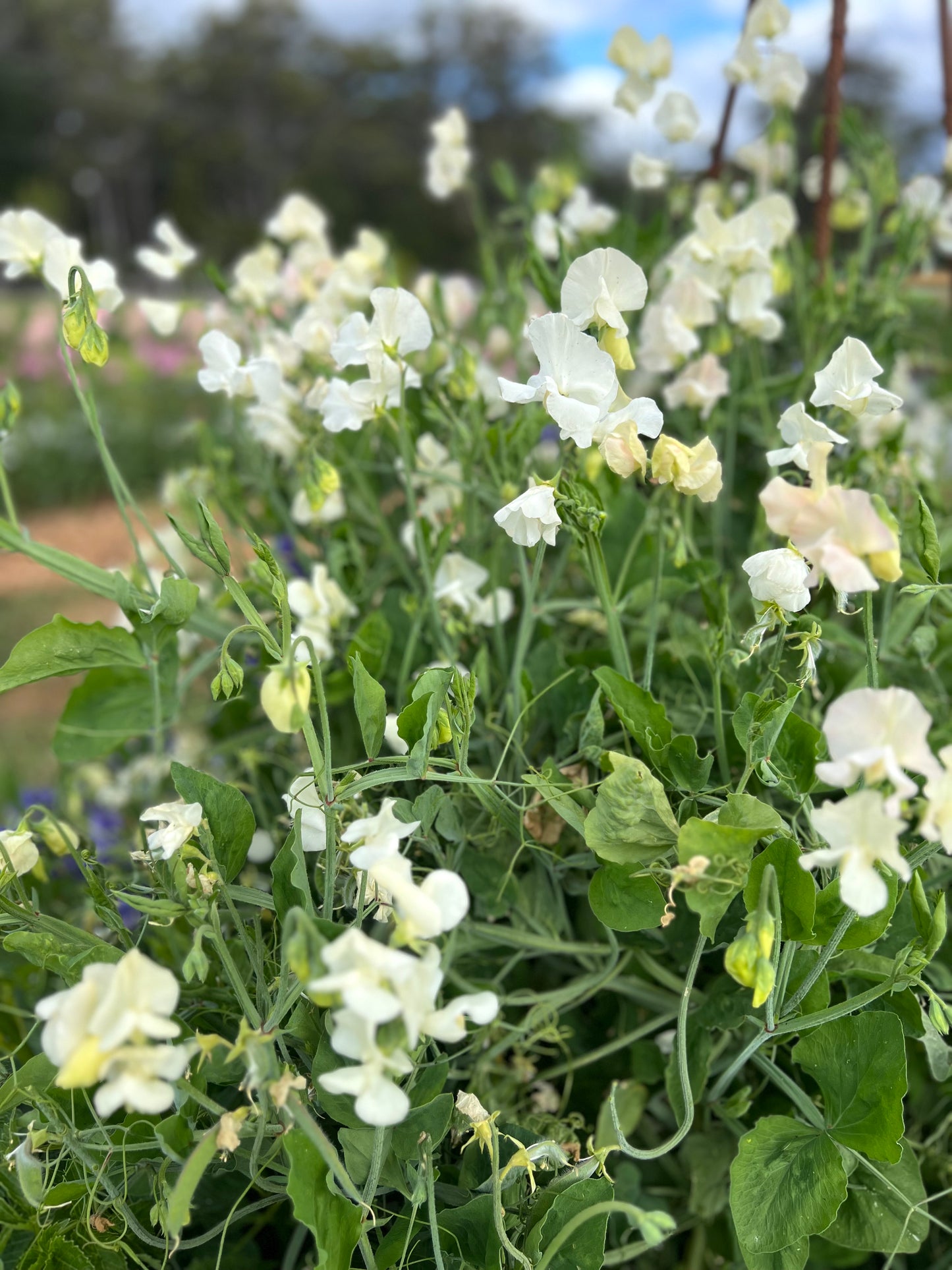 Cascades of the white flower of Spencer Ice-cream Sweet Pea flowering in a garden