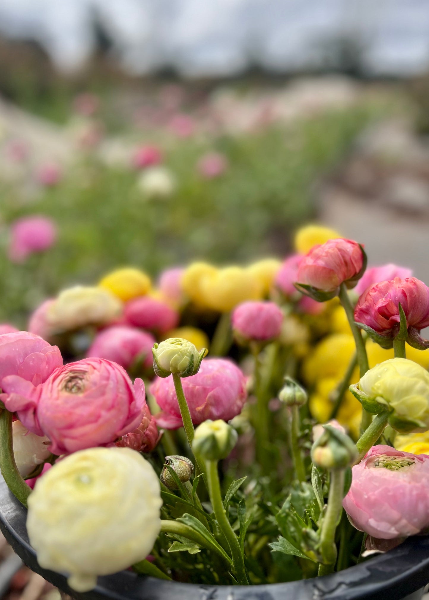 Bucket of pink, yellow, and white ranunculas in a pot with a blurred garden background.