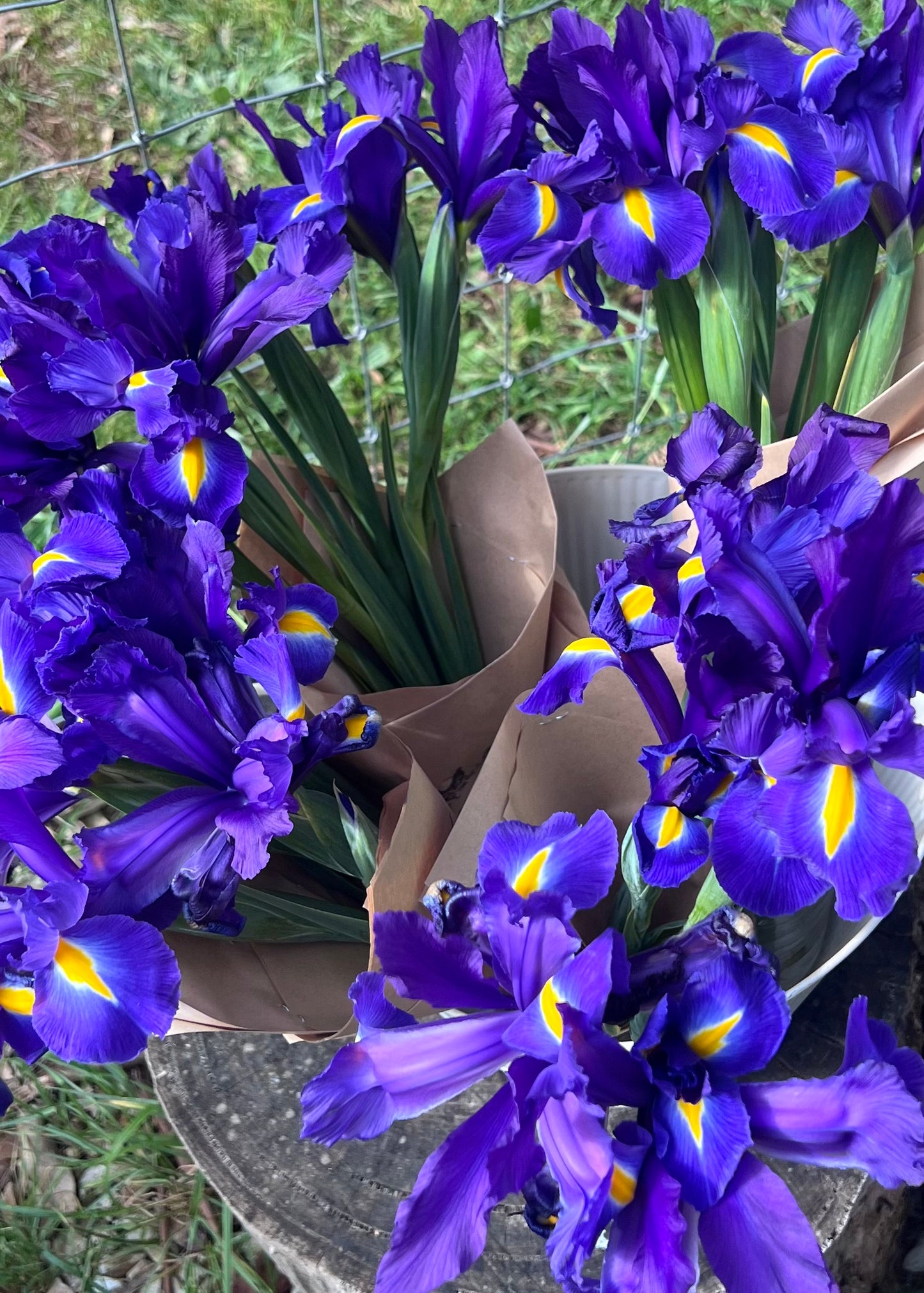 Farmgate Bunches of purple/ blue dutch iris flowers with yellow centres, wrapped in recycled brown paper packaging, placed in a flower bucket.