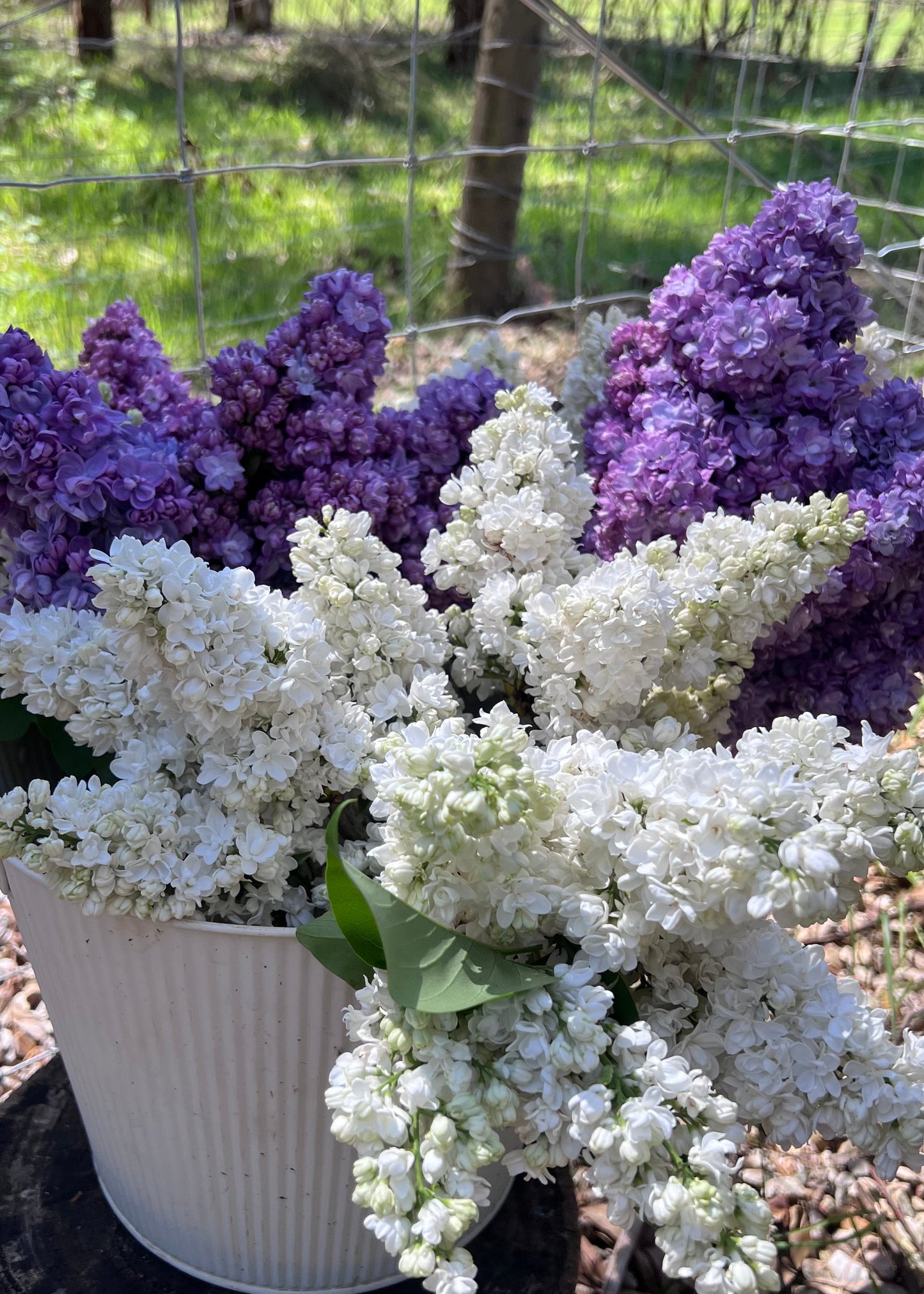 Farmgate Bunches ~ Lilac