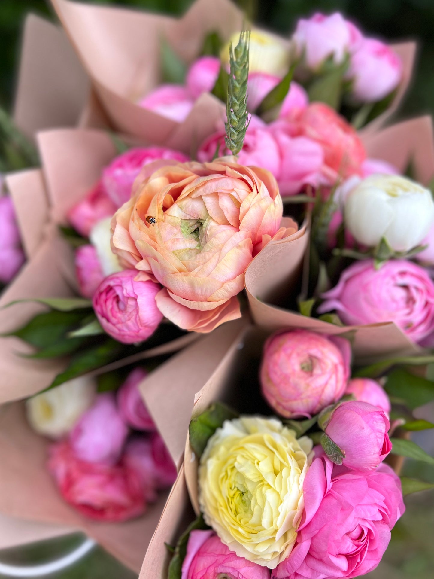 Farmgate Bunches ~ Ranunculus