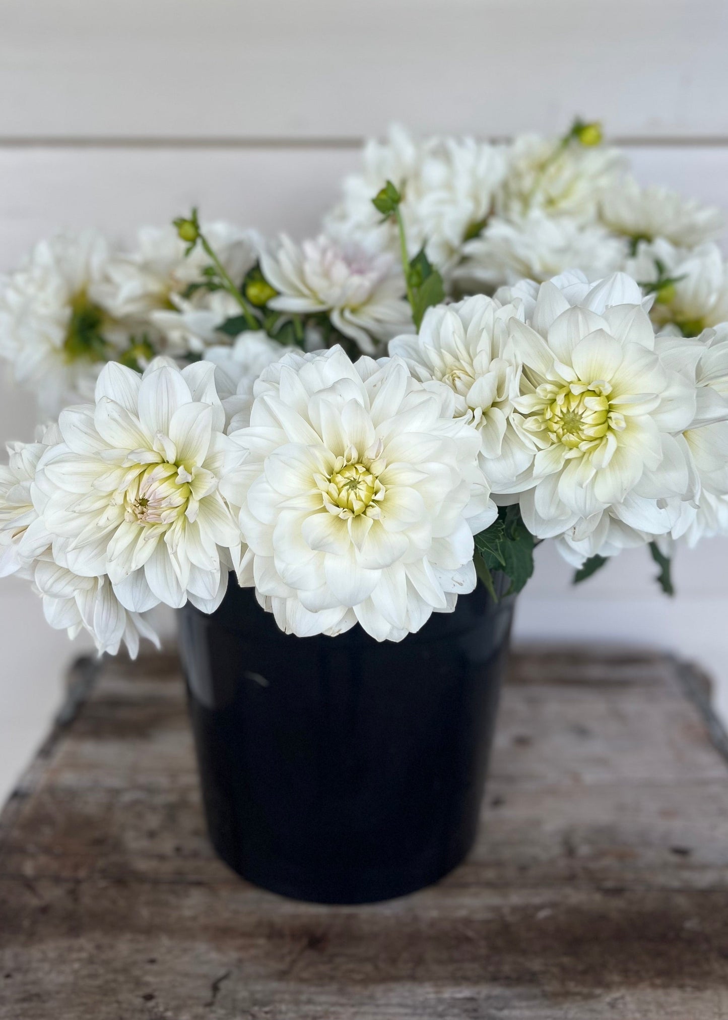 Waterlily Dahlia Flower Buckets