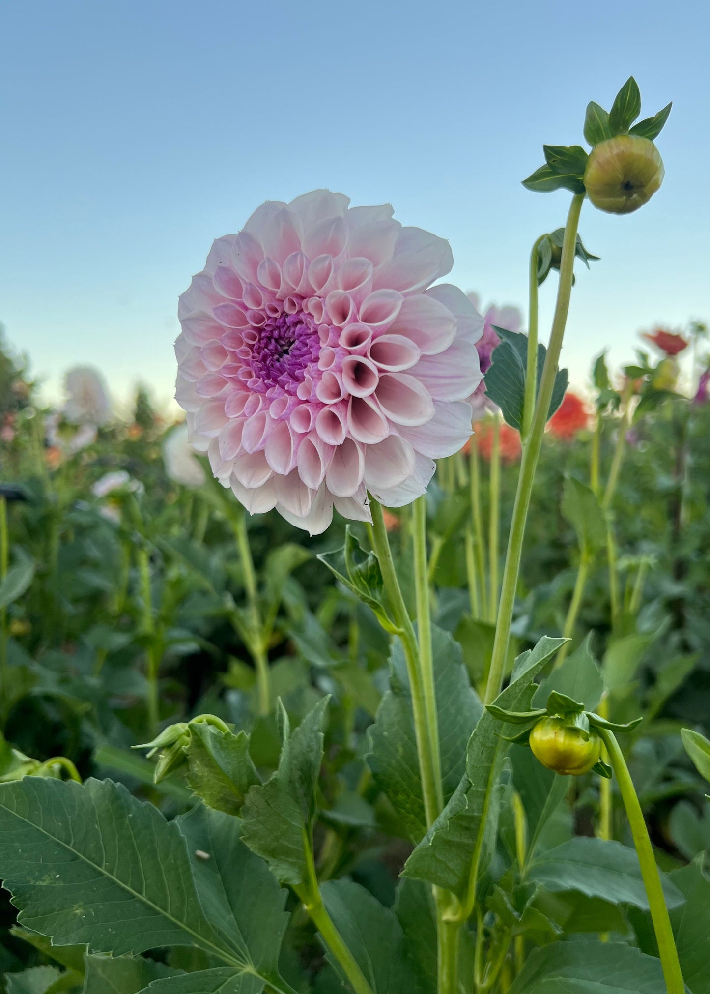 Dahlia 'Jeff Bloom'