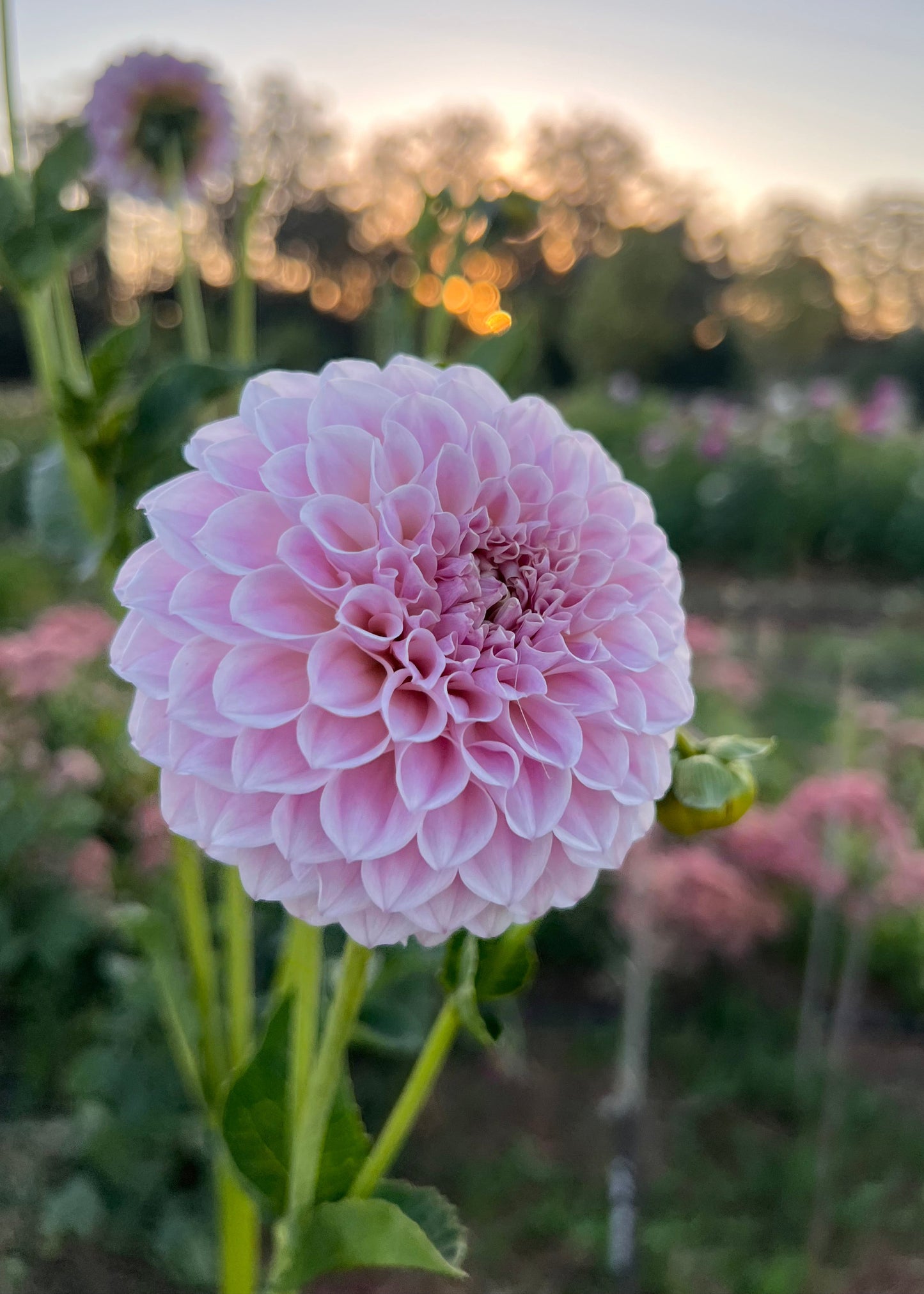 Dahlia 'Glenmarc Devine'