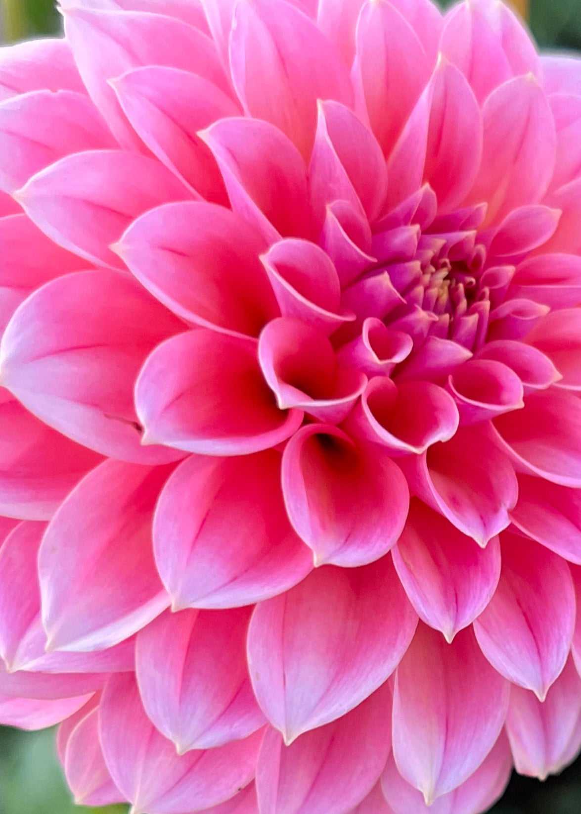 Dahlia 'Hillier Tanunda'
