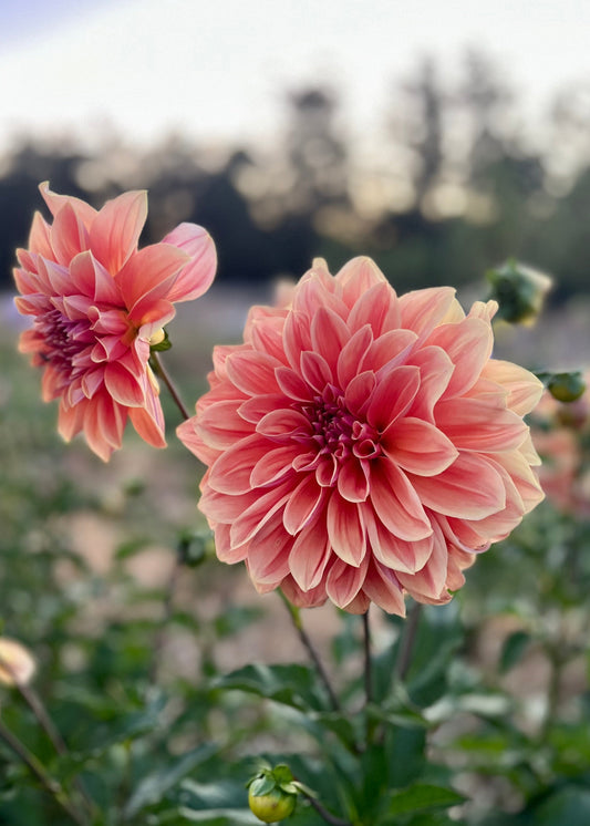 Farmgate Bunches ~ Giant Decorative Dahlias