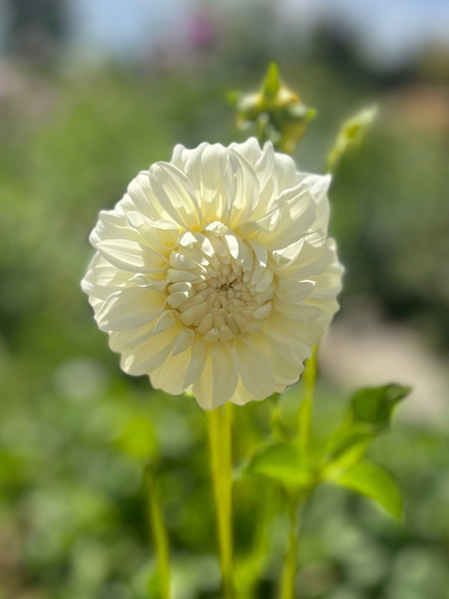 Dahlia 'Glenmarc Misty'