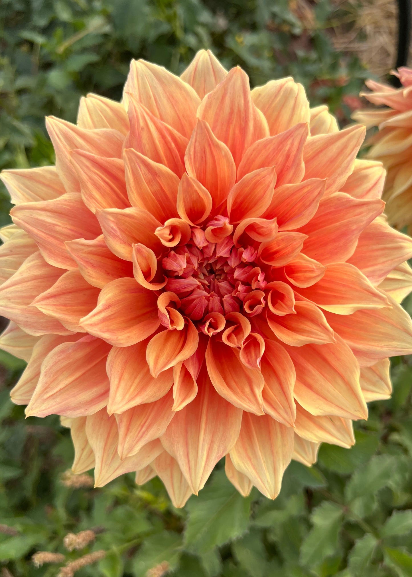 Farmgate Bunches ~ Giant Decorative Dahlias