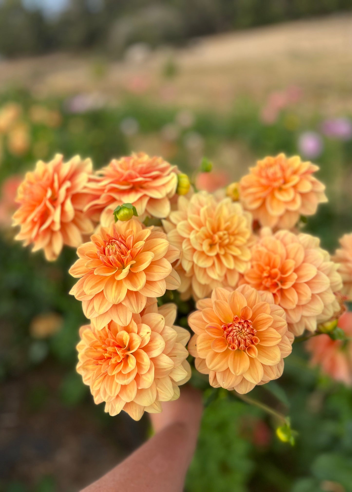Dahlia 'Old Gold'