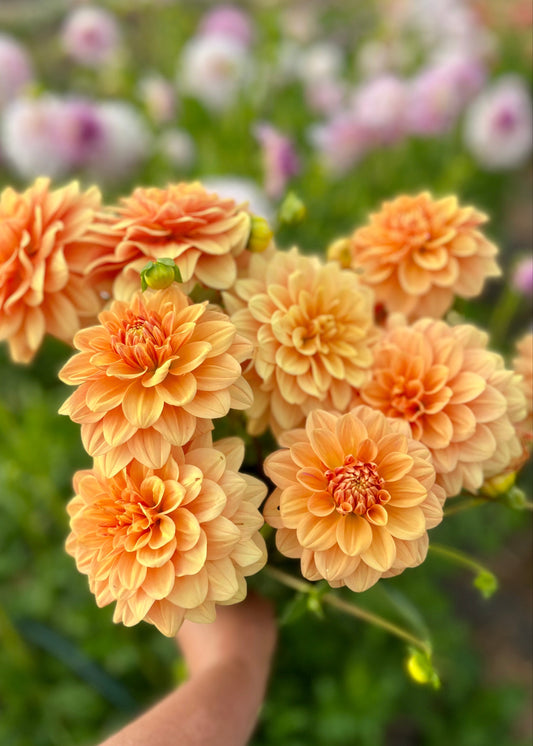 Farmgate Bunches ~ Small Decorative Dahlias
