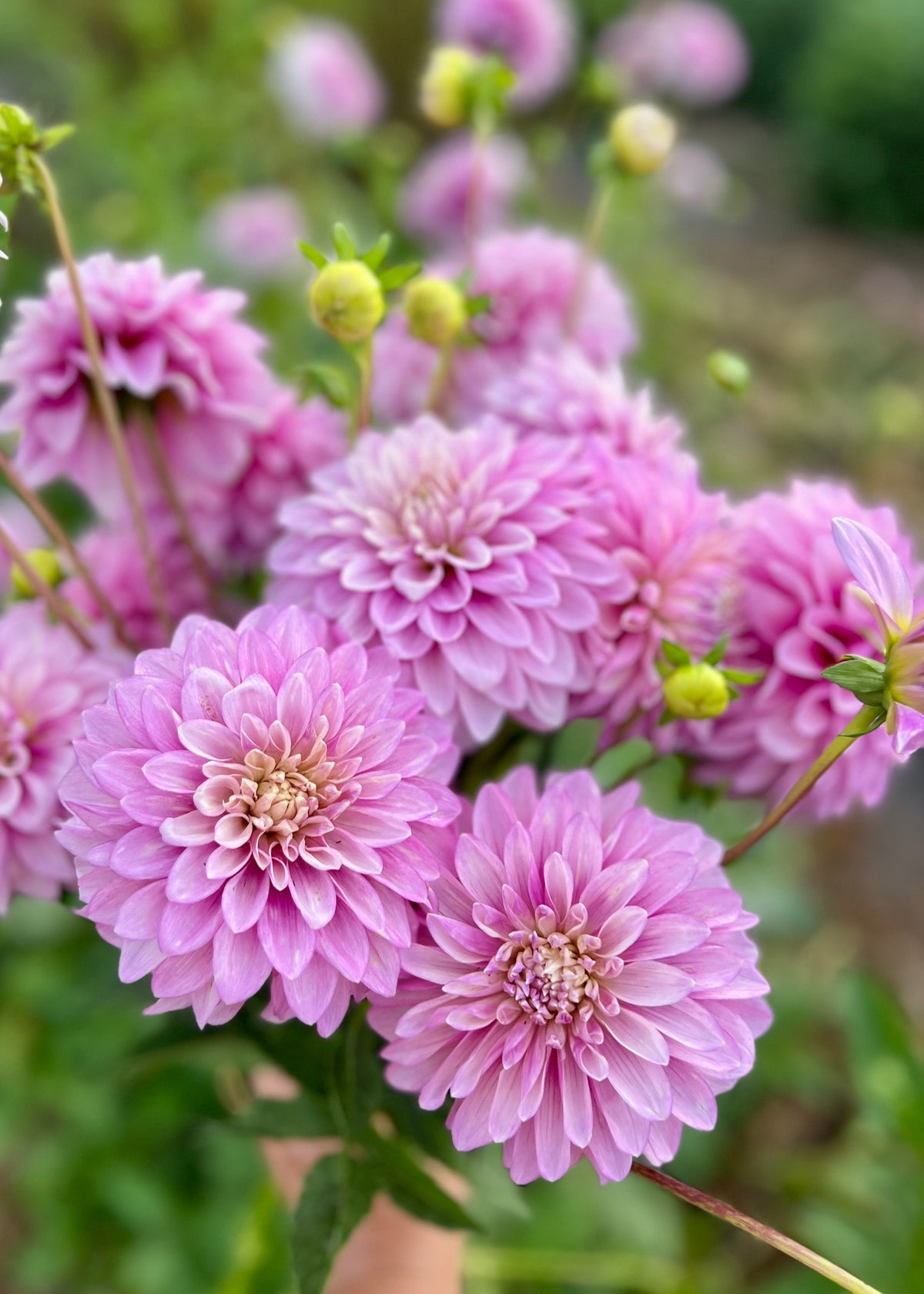 Dahlia Tuber Garden Bundle | Dahlia 'Lavender Lady'