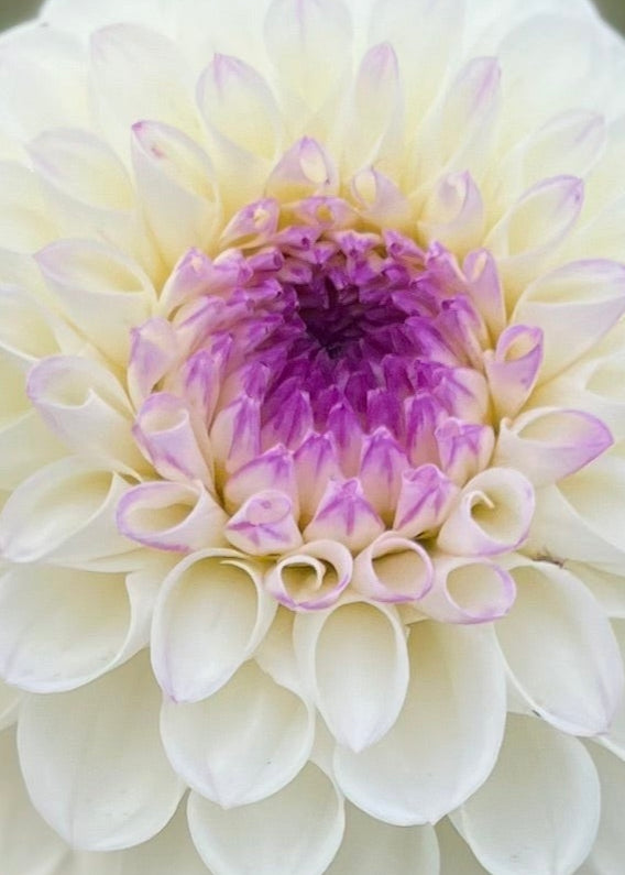 Close up of Eveline ~ a creamy ball dahlia with purple centre.