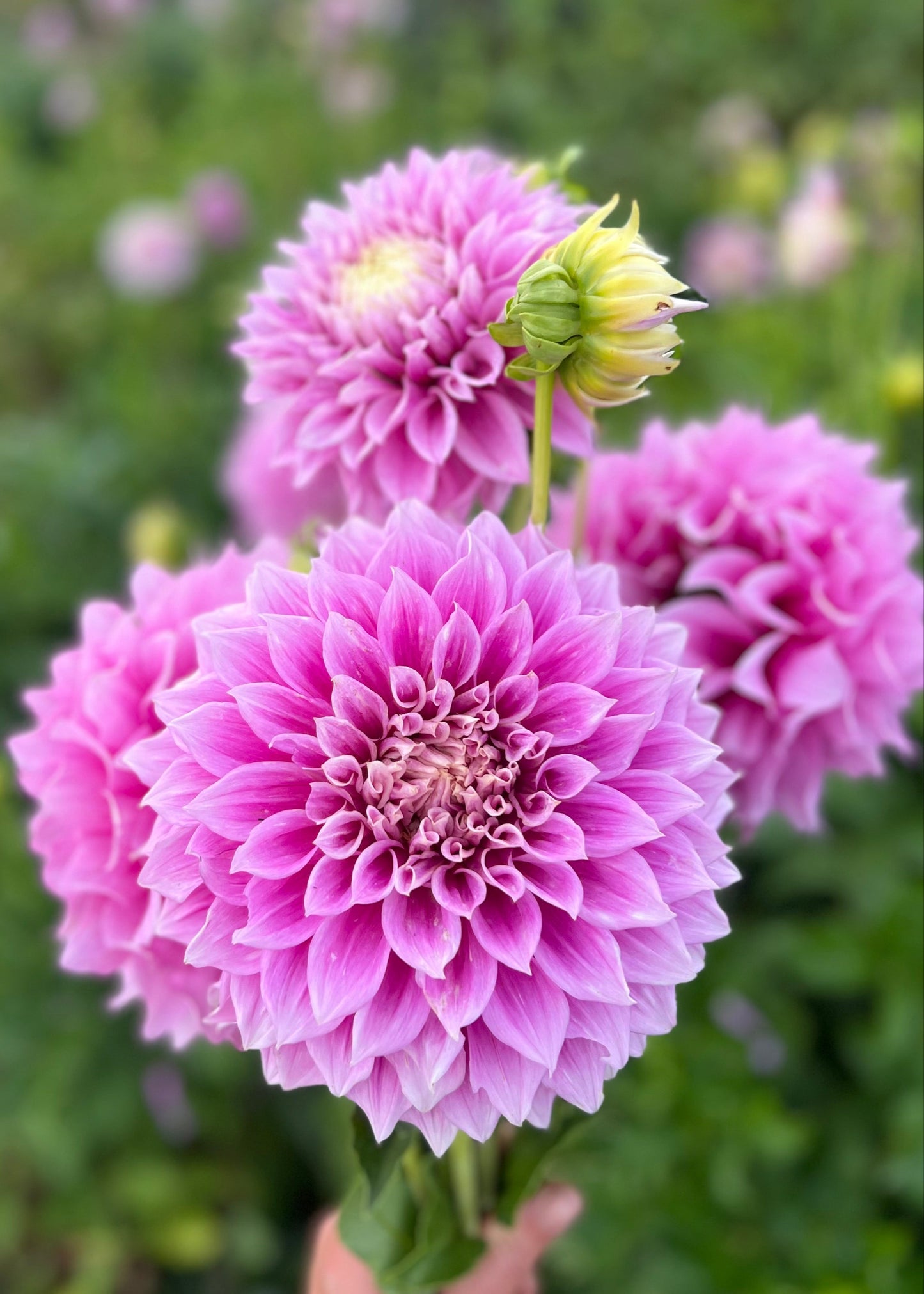 Farmgate Bunches ~ Large Decorative Dahlias