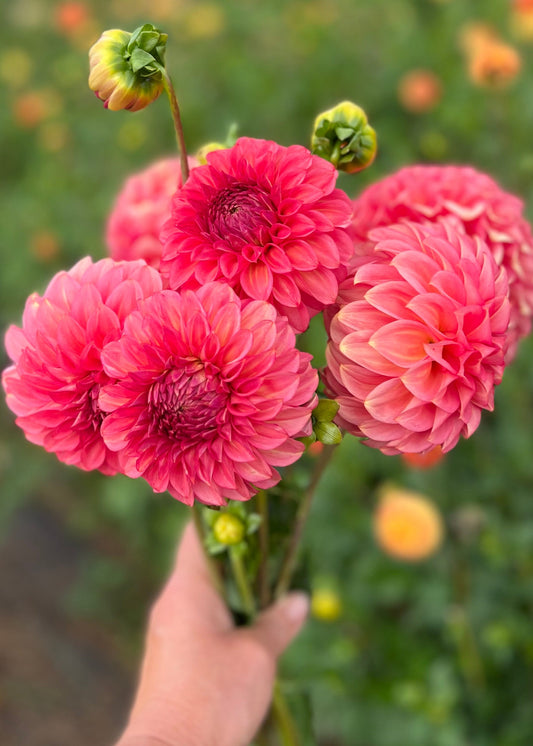 Farmgate Bunches ~ Small Decorative Dahlias