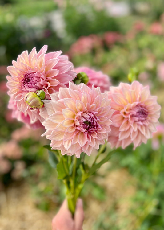 Farmgate Bunches ~ Medium Decorative Dahlias