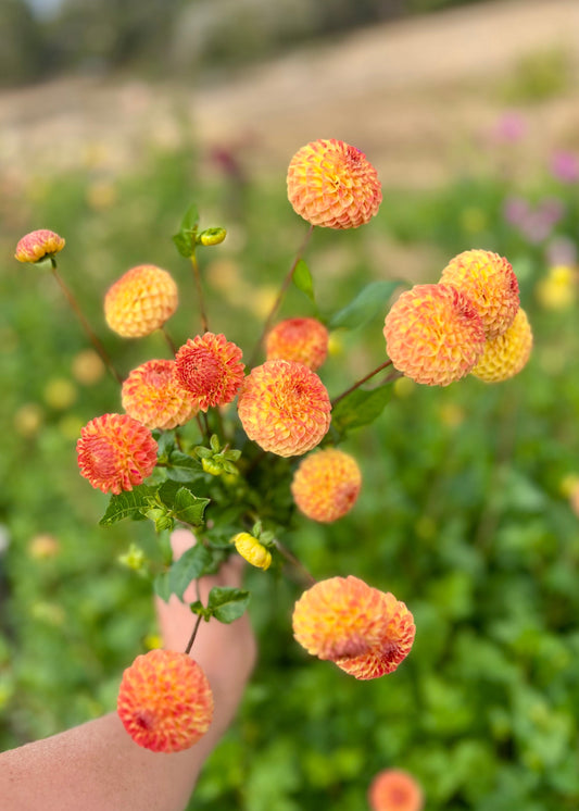 Farmgate Bunches ~ Pompon Dahlias