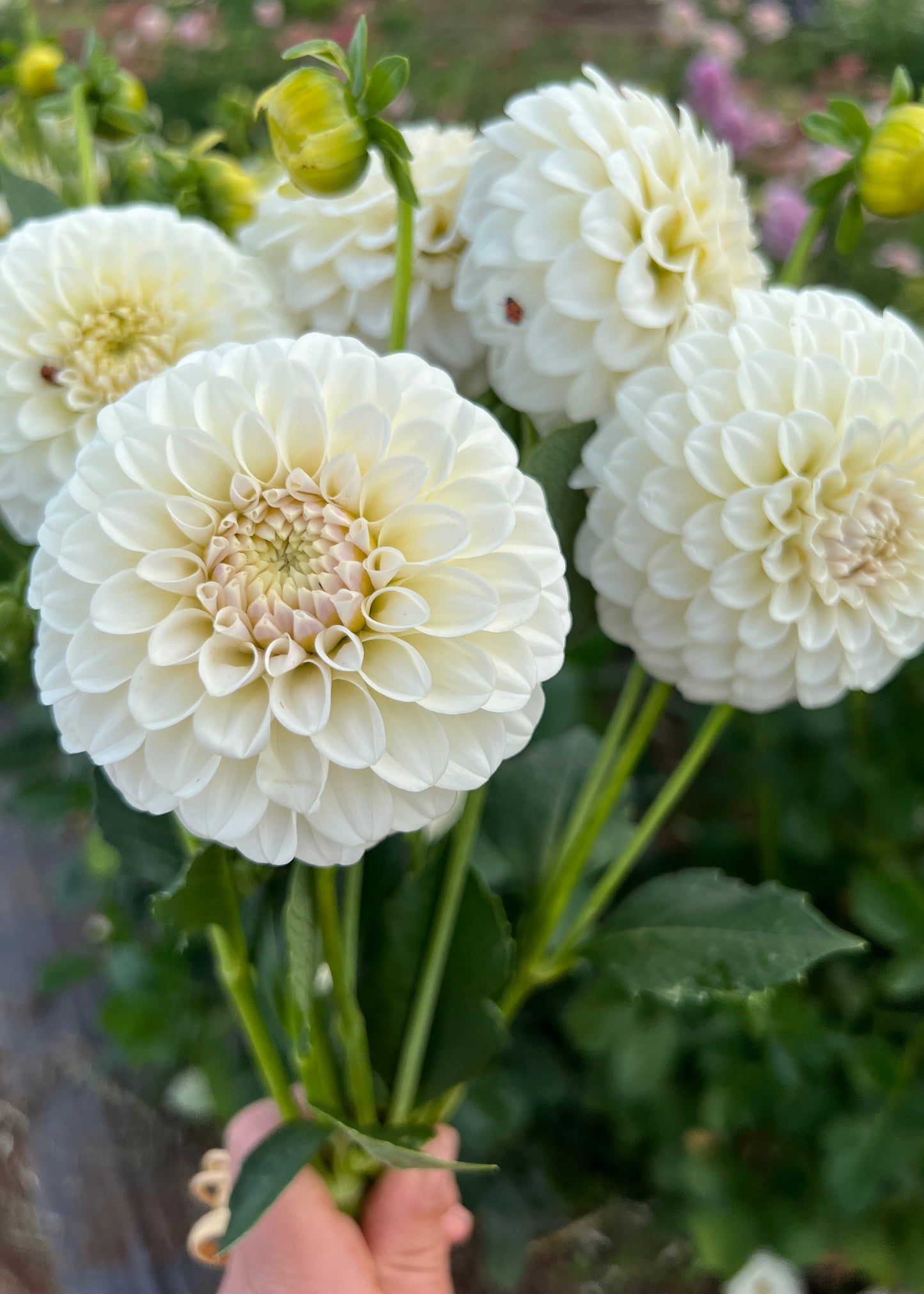 Dahlia 'Glenmarc Francis'