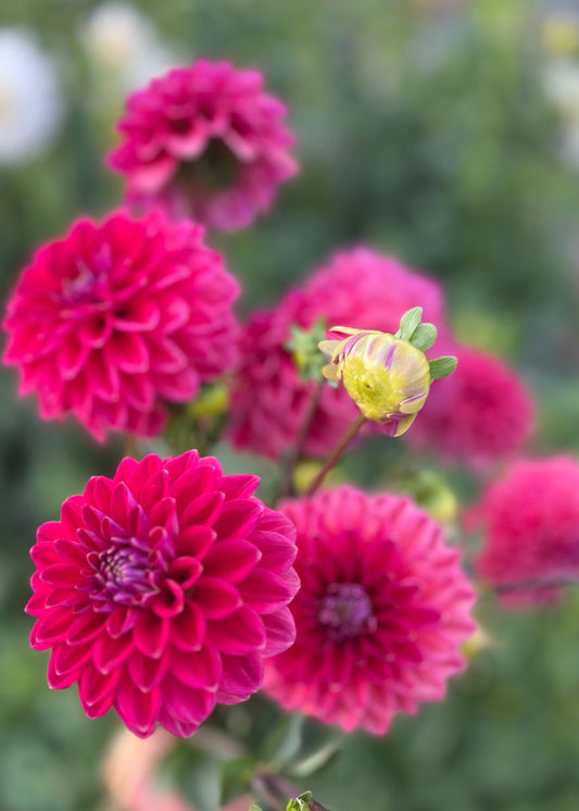 Farmgate Bunches ~ Small Decorative Dahlias