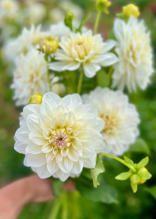 Farmgate Bunches ~ Waterlily Dahlias